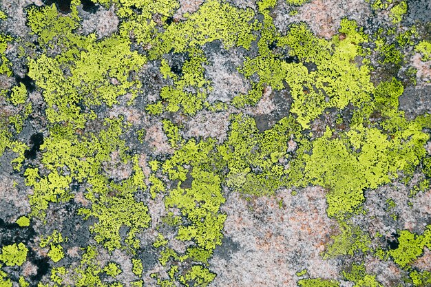 Photo textrure de lichen vert sur pierre grise