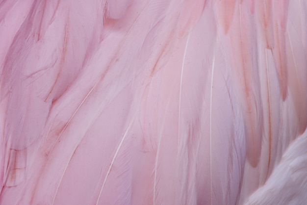 Texture abstrait de plumes de Flamingo