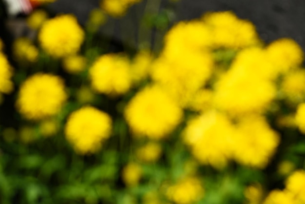 texture abstraite d'arrière-plan d'été de fleurs jaunes dans le jardin. Bokeh jaune flou