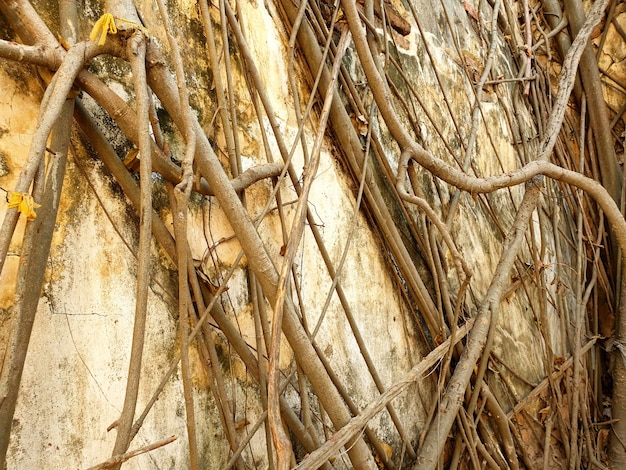 Texture abstraite de vieux mur de béton à la racine de l'arbre