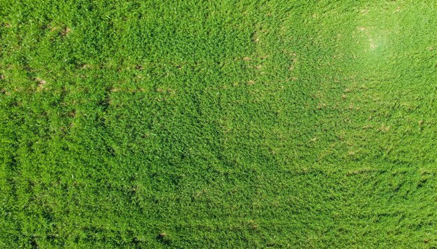 Texture aérienne de l'herbe verte à l'arrière-plan vue supérieure