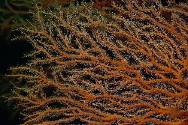 texture de l'anémone de mer macro tentacules coraux