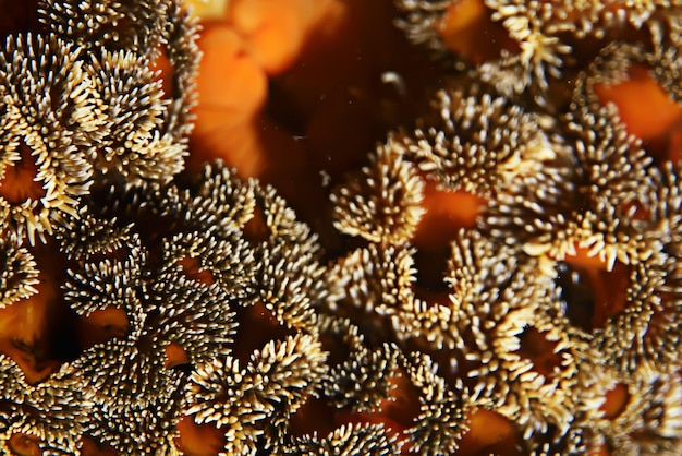 texture de l'anémone de mer macro tentacules coraux