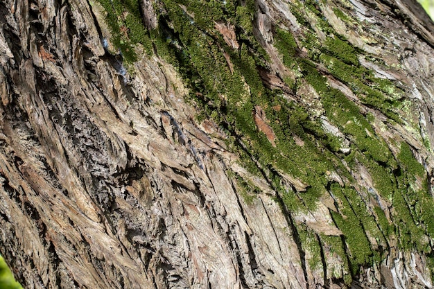 Texture d'arbre ancien avec évidements et volume à utiliser comme arrière-plan