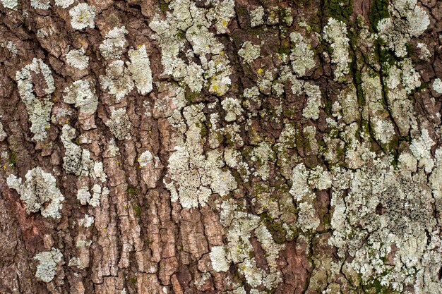 Texture d'arbre ancien avec évidements et volume à utiliser comme arrière-plan