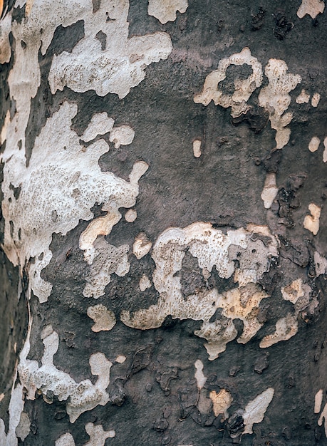 Texture d'arbre en bois ancien. Contexte et motif.