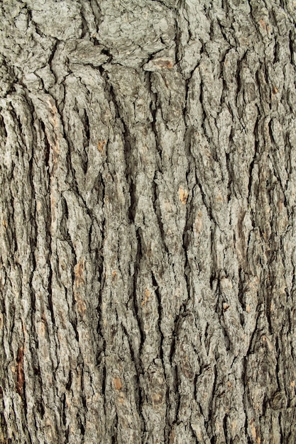 Texture d&#39;arbre en bois