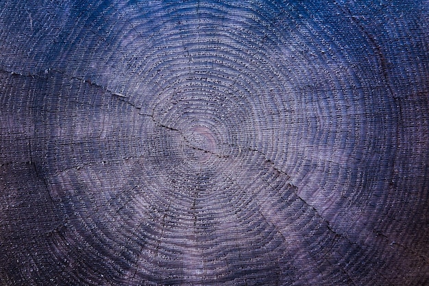 Texture d'un arbre coupé avec des cernes annuels