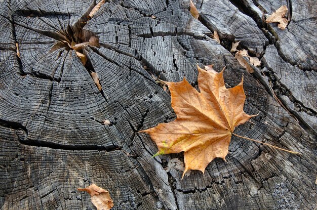 La texture de l'arbre coupé est grise avec des fissures et une feuille d'automne jaune.