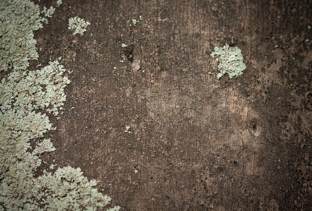 Texture d&#39;arbre de fond avec champignon