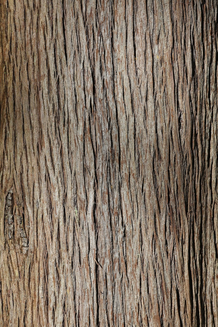 Photo texture de l'arbre en gros plan