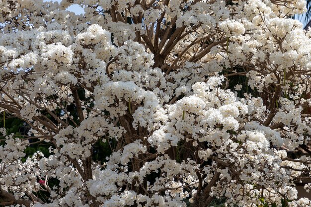 Texture d'arbre ipe blanc fleuri