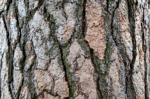 Texture d&#39;arbre de pin géant pour le fond en forêt