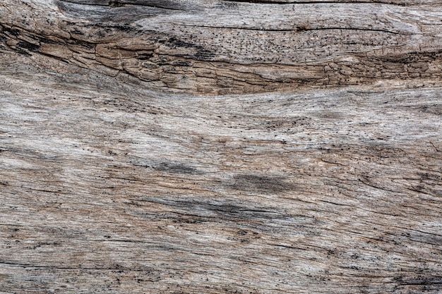 texture d'arbre secTexture de bois