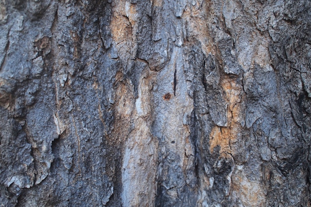 Texture de l&#39;arbre