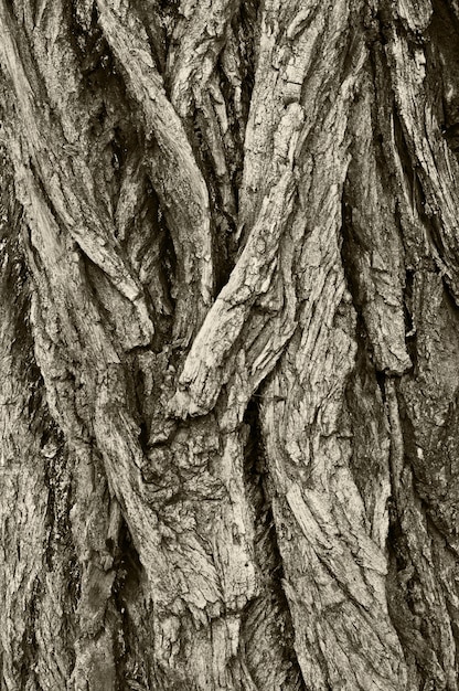 texture des arbres