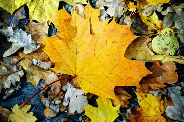 Texture d'arrière-plan des feuilles jaunes feuille d'automne