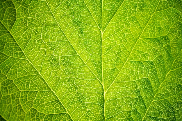 Texture de l'arrière-plan des feuilles