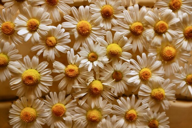 texture arrière-plan fleurs camomille blanc vue de dessus été marguerite