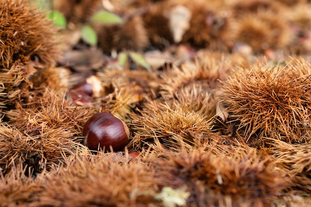 Texture d'automne avec des châtaignes sur le hérisson.