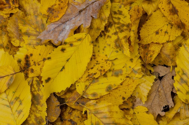 Texture d'automne colorée saisonnière fond de feuilles d'érable jaune