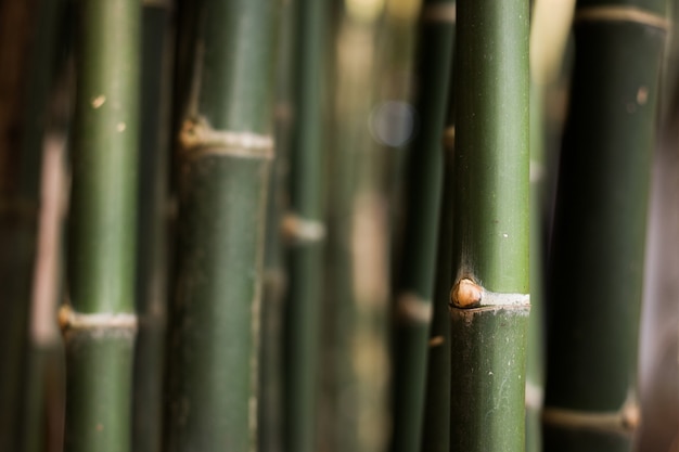 Texture bleue des cannes de bambou décorant le mur d'une cabane à la plage