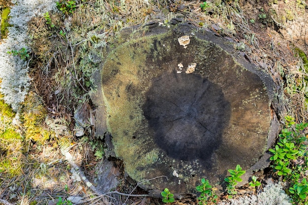 Texture en bois abstraite de la vieille souche de l'arbre coupé