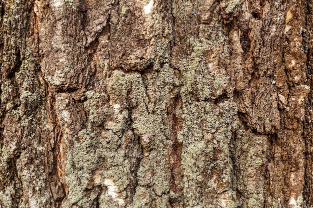 Texture bois bouleau de couleur brune écorce d'arbre sombre et rugueux