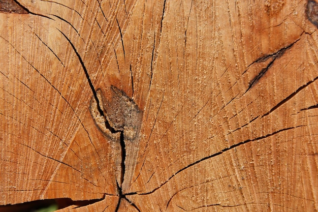 Texture de bois coupé ancien Texture de tronc d'arbre patiné Arbre coupé rond idéal avec cernes annuels et fissures Texture bois Souche d'arbre