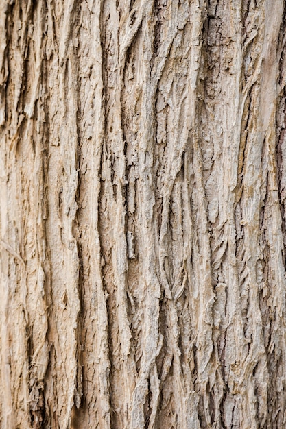 Photo texture de bois d'écorce d'arbre et de fond se bouchent