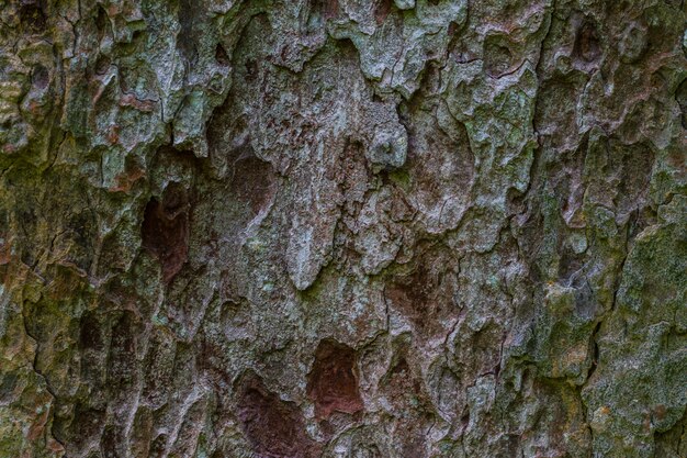 Texture de bois d&#39;écorce