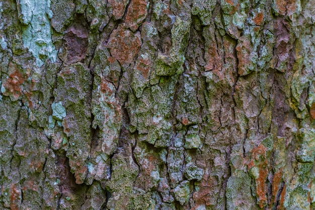 Texture de bois d&#39;écorce