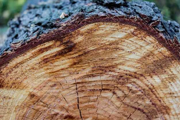 Texture bois de fond de tronc d'arbre coupé