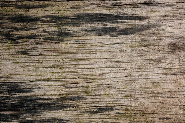 Texture bois de fond