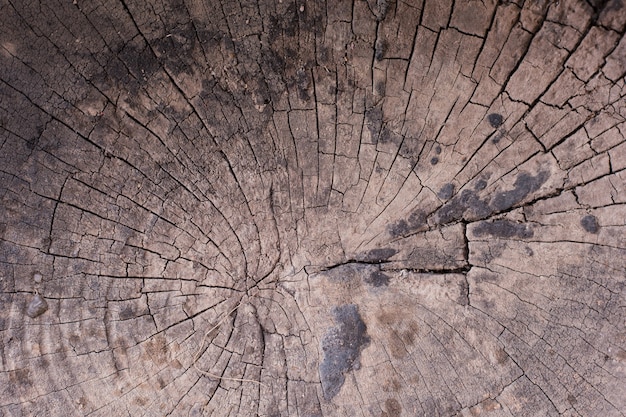 texture bois naturel du tronc d&#39;arbre coupé, gros plan