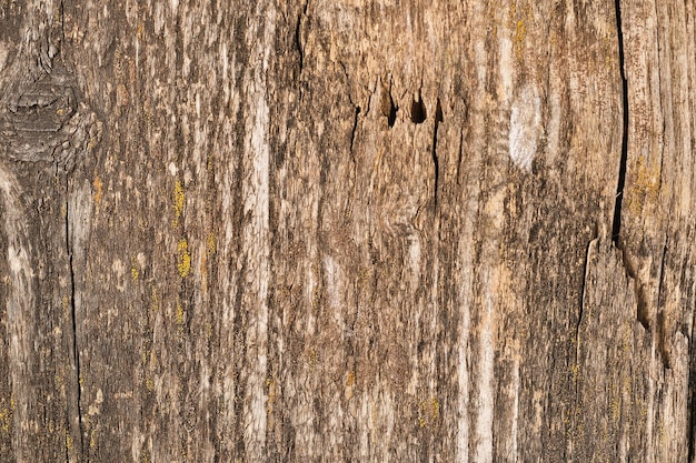 Texture bois naturel fond vintage Photo de vieux tronc d'arbre avec des fissures