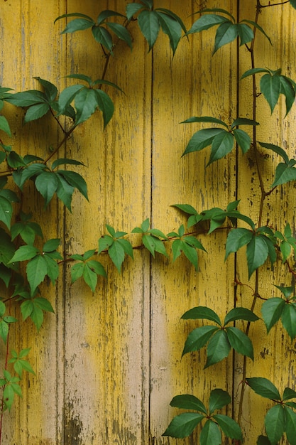 Texture en bois naturel, vieux mur patiné avec de la peinture jaune ctacked