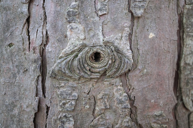 texture en bois de tronc d&#39;arbre abstraite