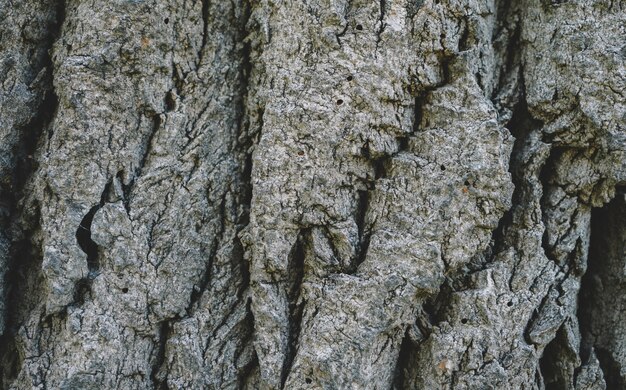 Texture en bois vieux naturel