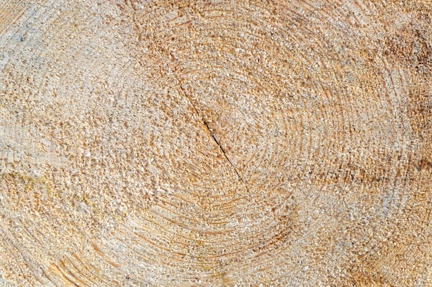 Texture de bois