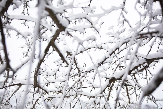 La texture des branches couvertes de neige Arbre d'hiver