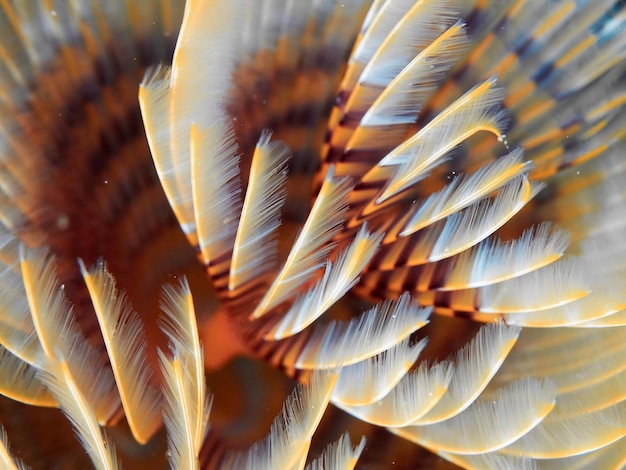 Texture des branchies d'un ver tubicole Sabella spallanzani Photo sous-marine d'un animal vivant