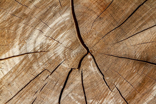 Photo texture d'une bûche de bois fissurée et coupée