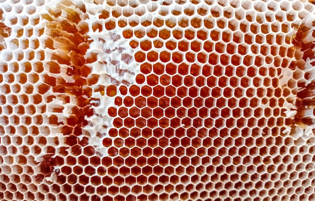 Texture de cadre de miel gros plan