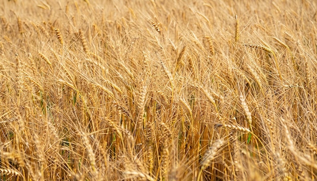 La texture d'un champ de céréales jaune en gros plan fond d'or