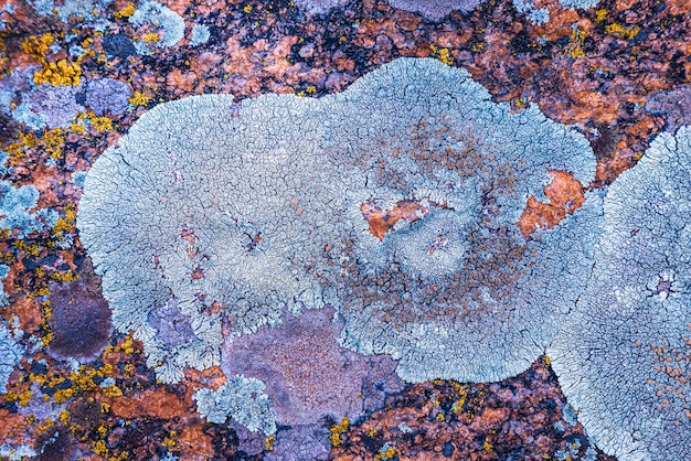 Texture de champignon multicolore sur les pierres