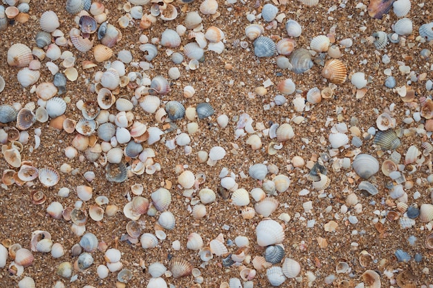 Texture de coquillages et de sable