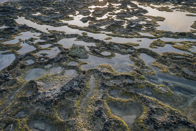 texture des coraux et des plantes marines