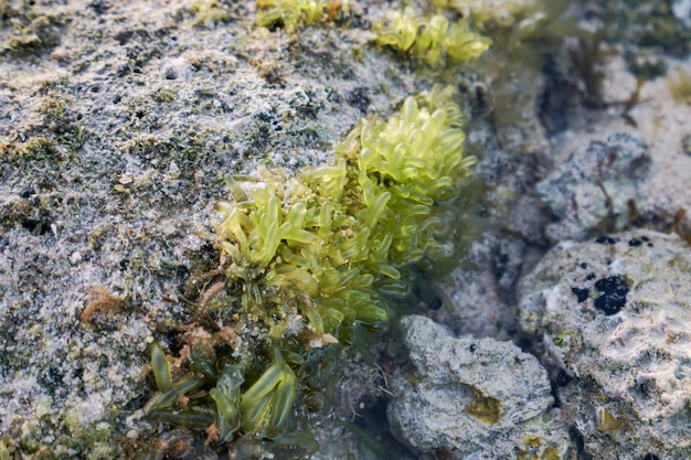 texture des coraux et des plantes marines