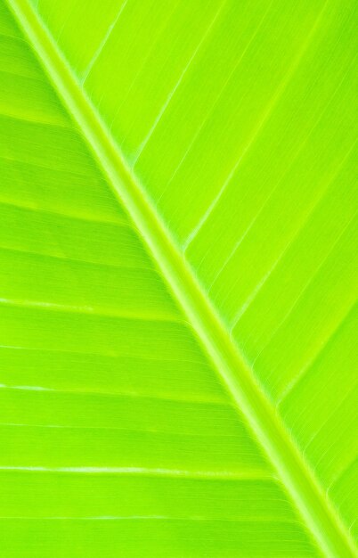 Texture de couleur vert banane feuille.